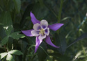 Aquilegia canadensis L.